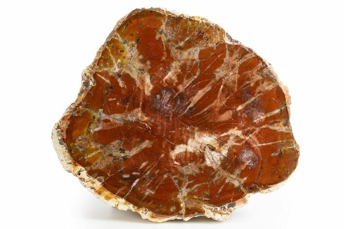 Beautiful, Petrified Wood (Araucaria) Slab - Madagascar #325553